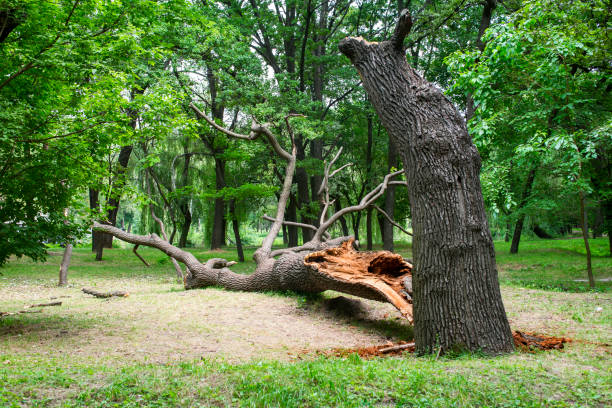 Best Tree Health Inspection  in Coraopolis, PA