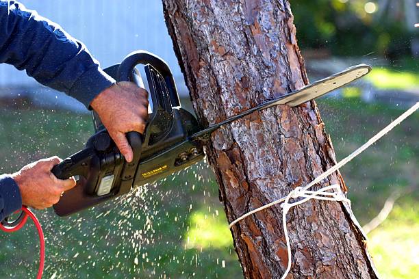 Best Commercial Tree Services  in Coraopolis, PA