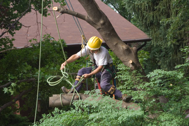 Best Weed Control  in Coraopolis, PA