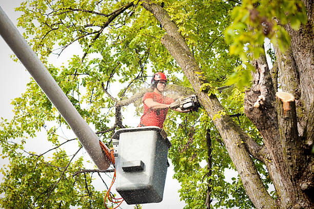 Best Root Management and Removal  in Coraopolis, PA